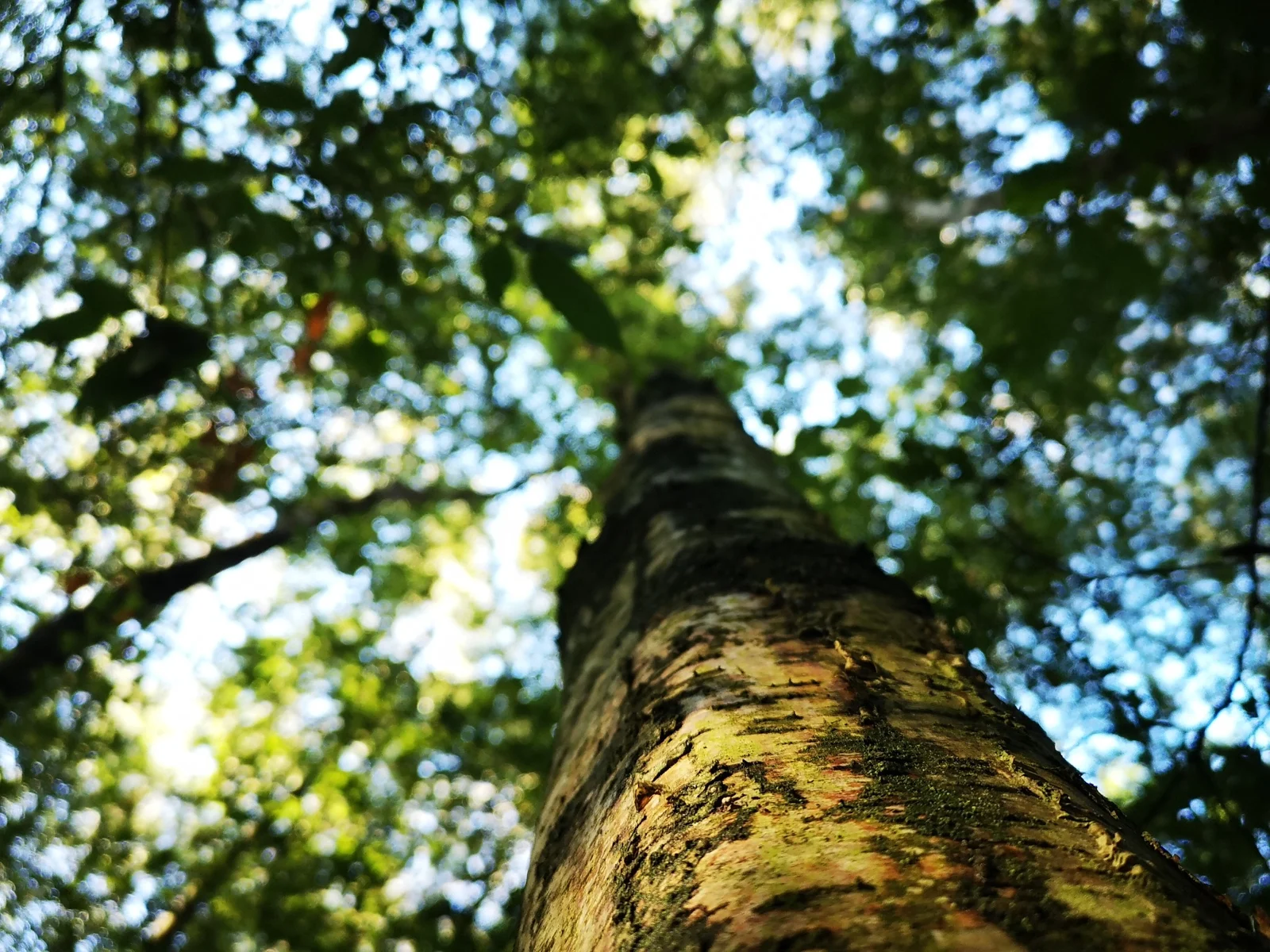 Looking up a mature tree into its woodland canopy