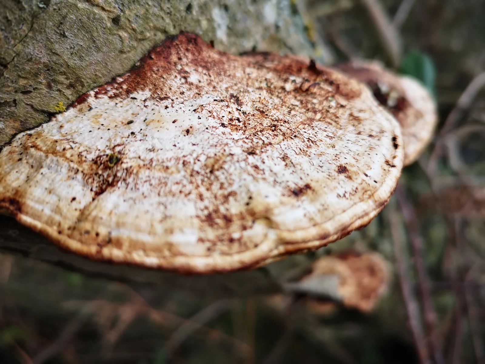 Bracket fungus growing on a tree