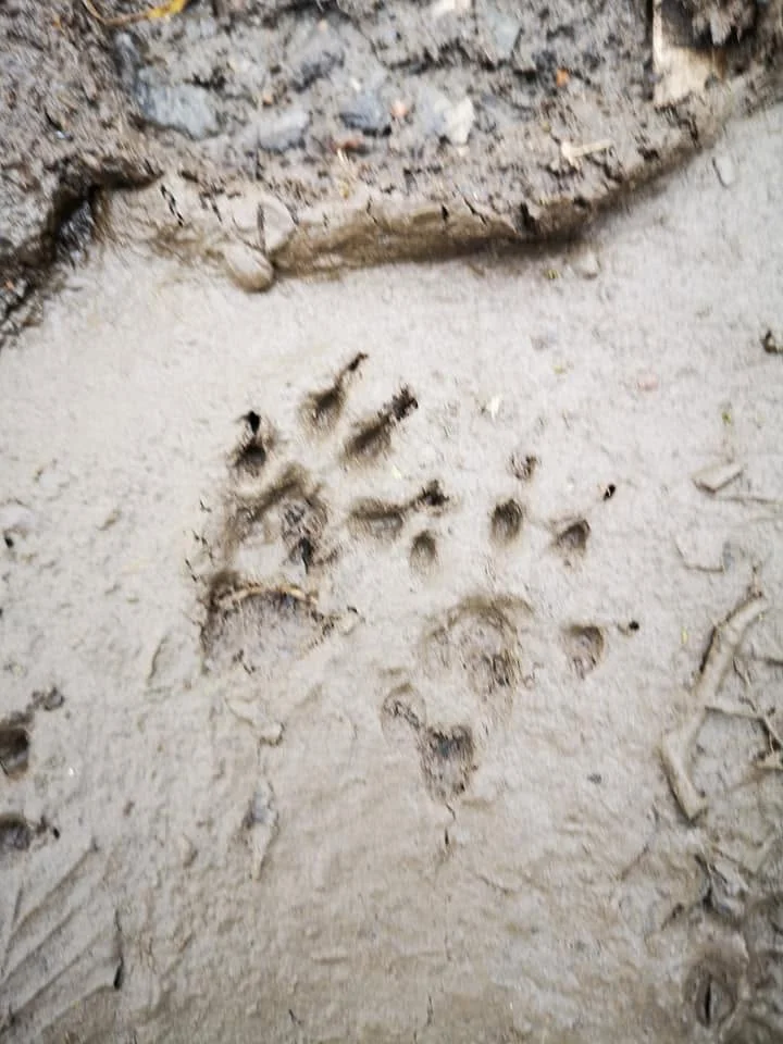 Animal tracks in soft ground